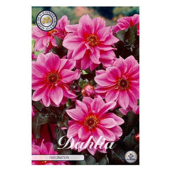 <h4>Dahlia Fascination x1</h4>