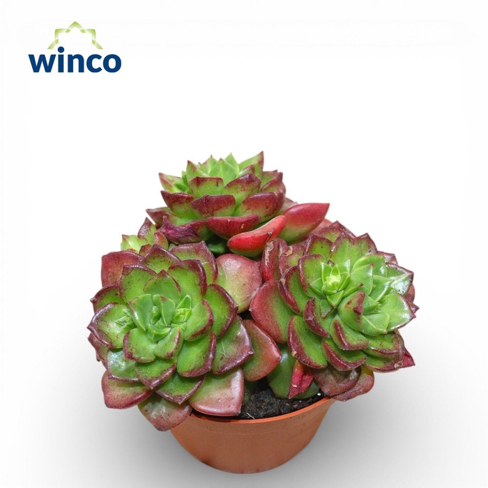 <h4>Echeveria Affinus Red (Group)</h4>