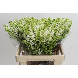 Syringa vulgaris 'White Wonder'