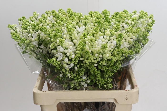 <h4>Syringa vulgaris 'White Wonder'</h4>