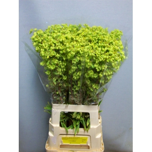 EUPH SPINOSA EUPH OV