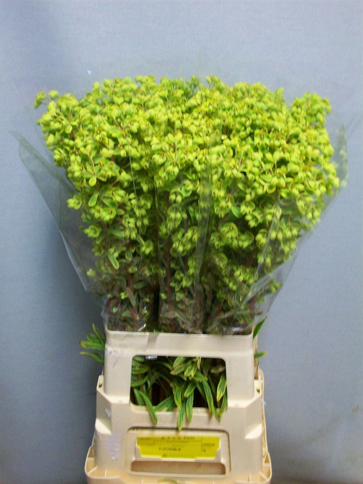 <h4>EUPH SPINOSA EUPH OV</h4>