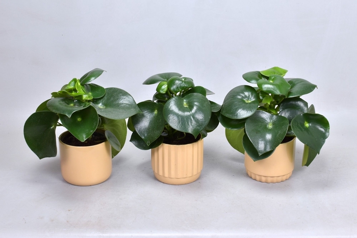 <h4>Peperomia Raindrop in pot Liam</h4>