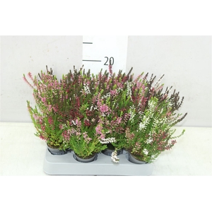 Calluna Vulgaris Mini Trio Girl Mix In Pot