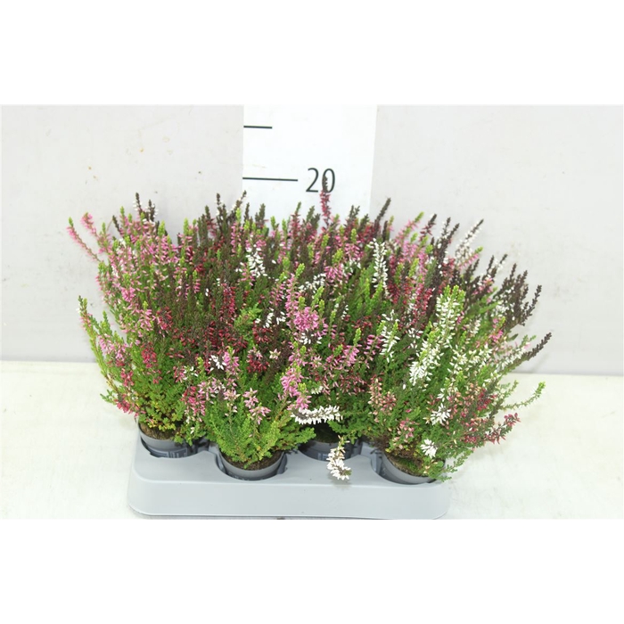 <h4>Calluna Vulgaris Mini Trio Girl Mix In Pot</h4>