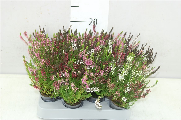 Calluna Vulgaris Mini Trio Girl Mix In Pot