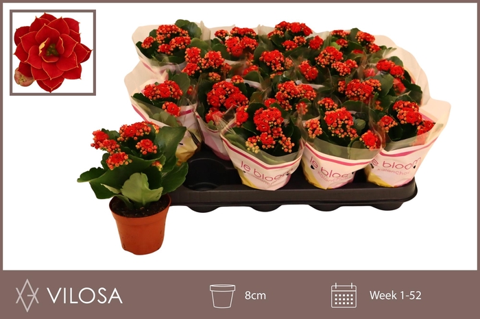 <h4>KAL GE RUBIO RED</h4>