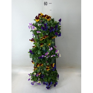 Viola corn. 'Evo Mini YTT'