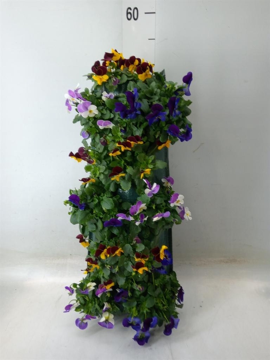 <h4>Viola corn. 'Evo Mini YTT'</h4>