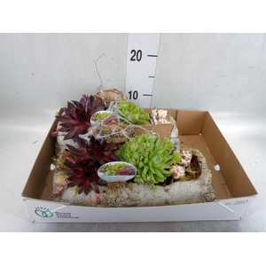 Arr.  Sempervivum L%