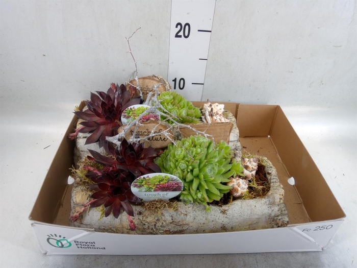 <h4>Arr.  Sempervivum L%</h4>
