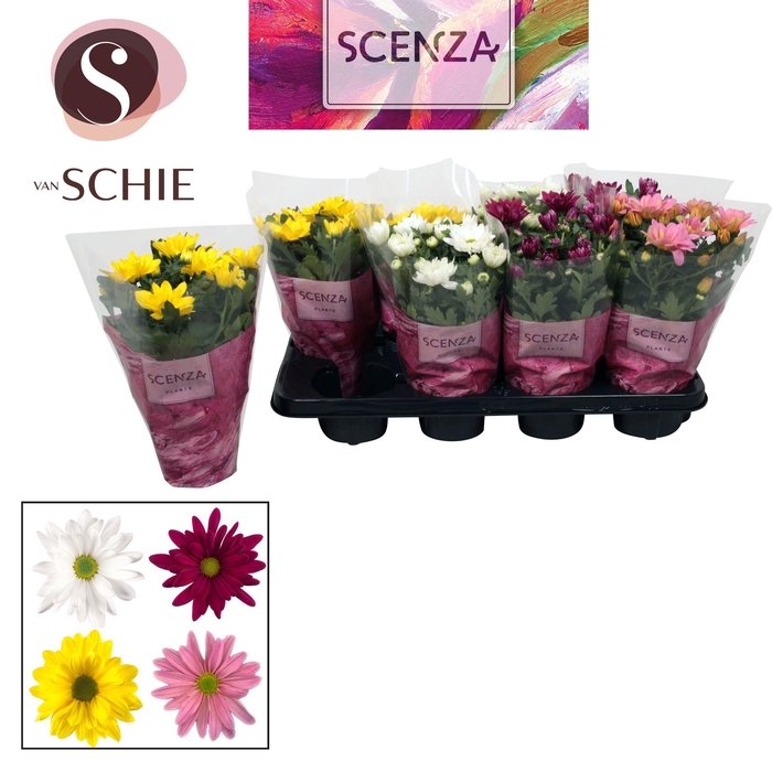<h4>Chrysant Breeze Mix</h4>
