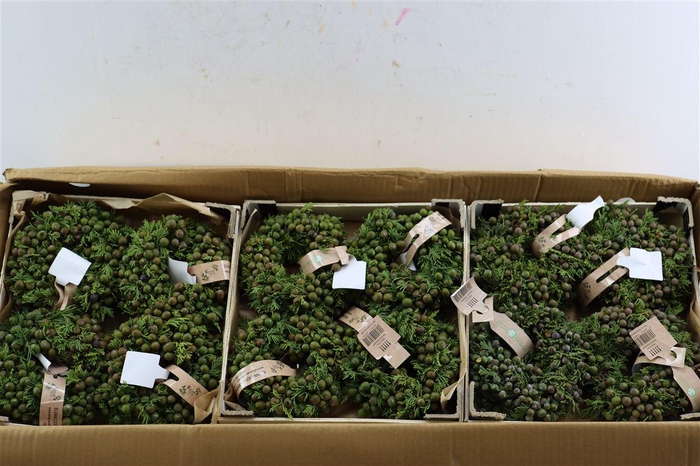 <h4>Wr Sierfruit Juniperus Red 12cm</h4>