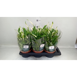 Spathiphyllum  'Chopin'