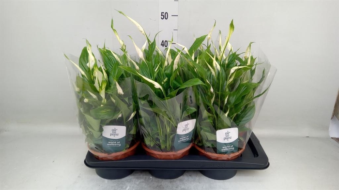 <h4>Spathiphyllum  'Chopin'</h4>
