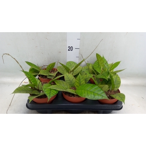 Hoya callistophylla 'KAL 16'