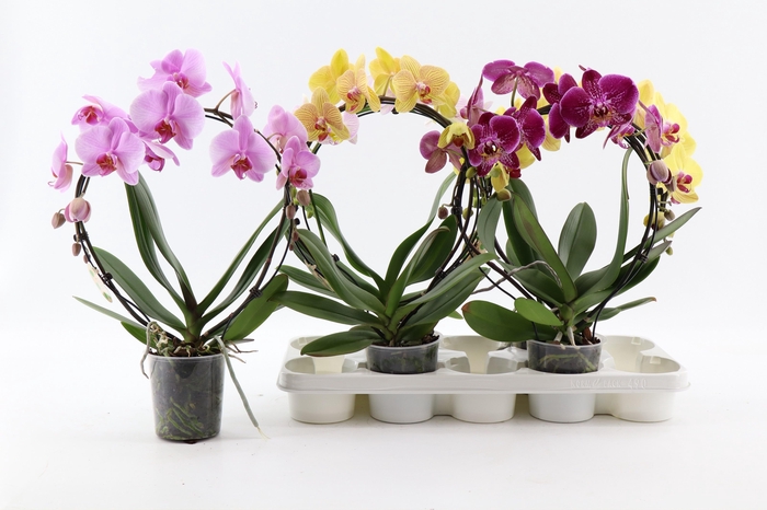 <h4>PHAL EL CASCADE</h4>