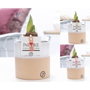 Hippeastrum mix in P&PURE Rosy ceramics