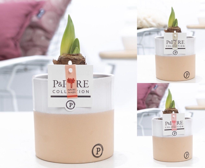 <h4>Hippeastrum mix in P&PURE Rosy ceramics</h4>