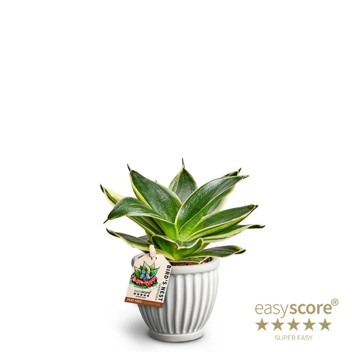 <h4>SANSEVIERIA TRIFASCIATA</h4>