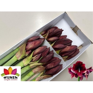 HIPPEASTRUM GA 'DAPHNE'