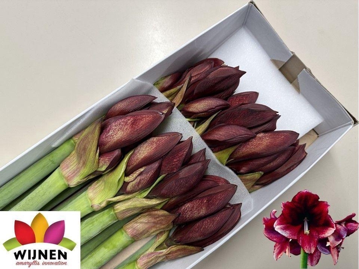 <h4>HIPPEASTRUM GA 'DAPHNE'</h4>