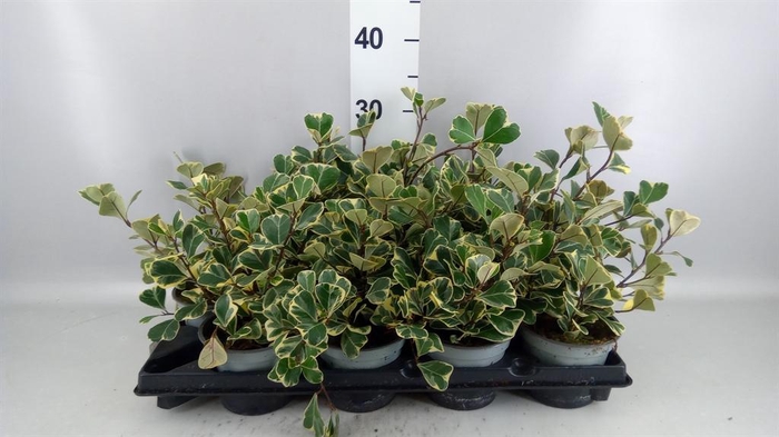 <h4>Ficus   ...</h4>