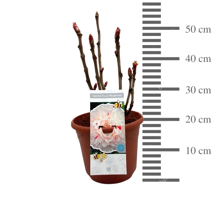 <h4>PAEONIA SUFFRUTICOSA</h4>