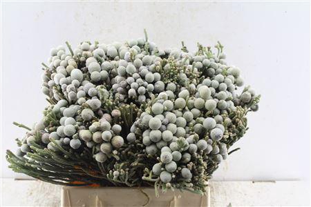 <h4>Kaaps Silver Brunia</h4>