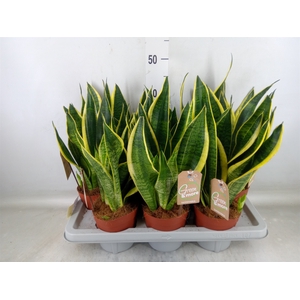 Sansevieria trifa. 'Futura Superba'