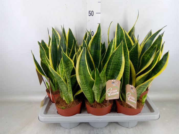 <h4>Sansevieria trifa. 'Futura Superba'</h4>