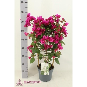 BOUGAINV SANDERIANA