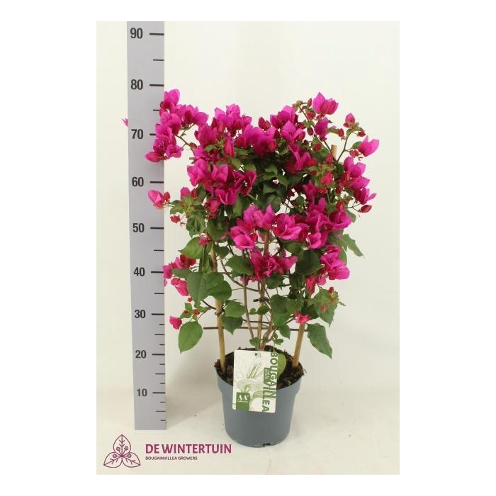 <h4>BOUGAINV SANDERIANA</h4>