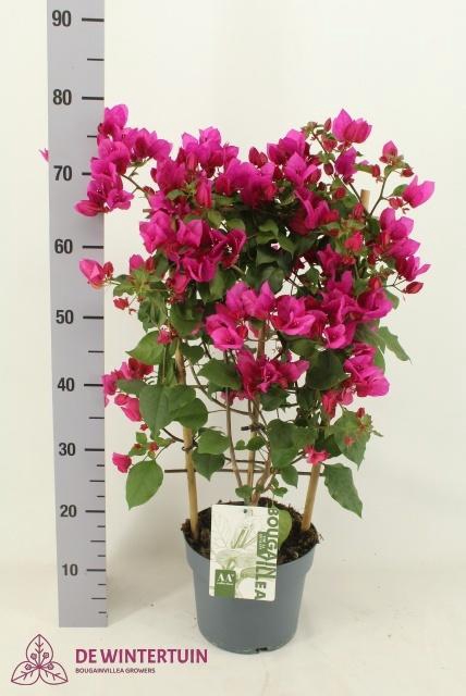 <h4>BOUGAINV SANDERIANA</h4>