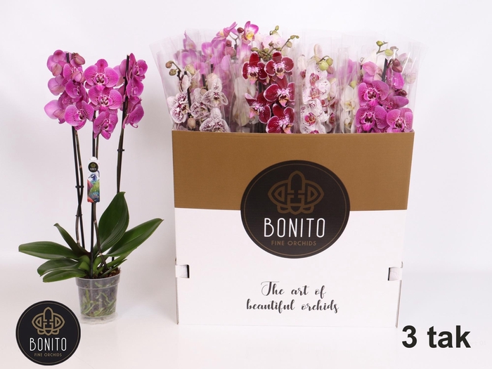 <h4>PHAL GEM 7 KL</h4>