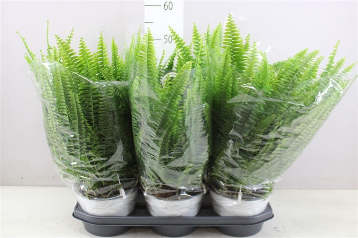 Nephrolepis Ex Sonata Hangpot