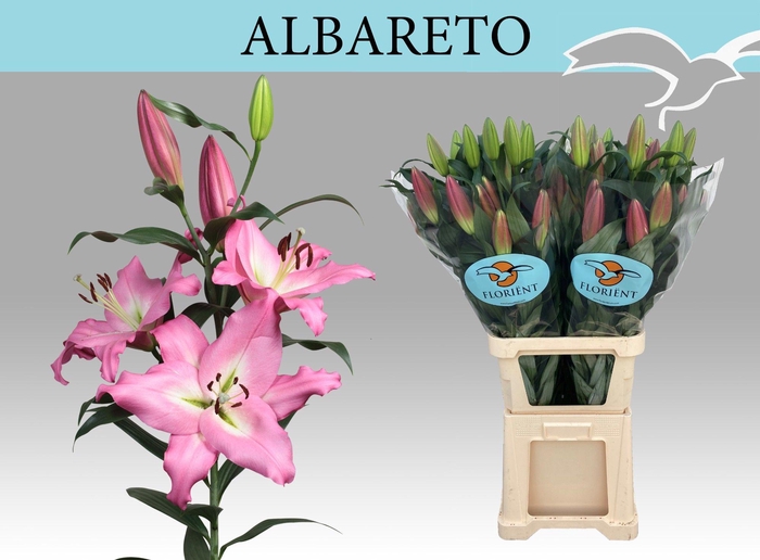 <h4>LI OT ALBARETO</h4>