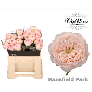 R KL MANSFI PARK