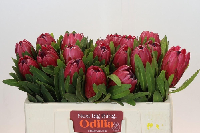 Protea Red Ice