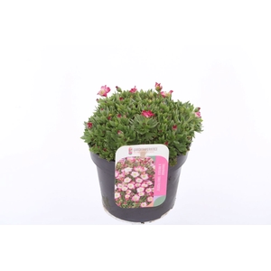 Saxifraga Alpino Early Picotee