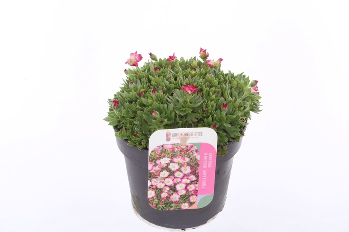 Saxifraga Alpino Early Picotee