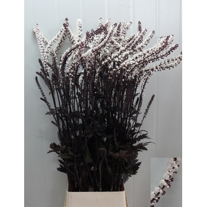 ACTAEA SIM BRUNETTE