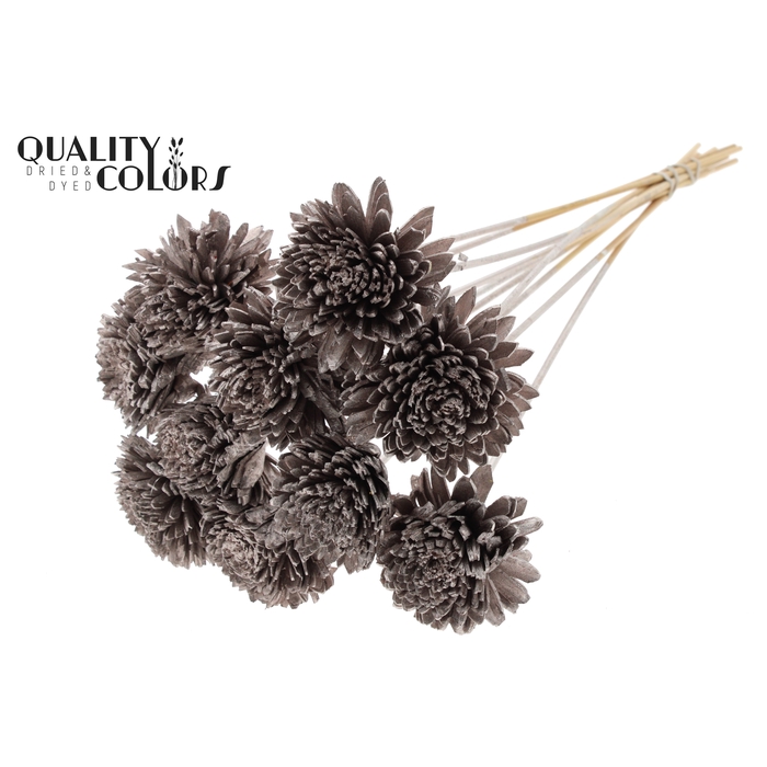 <h4>Shola Zinia Ø8cm on stem Champagne</h4>