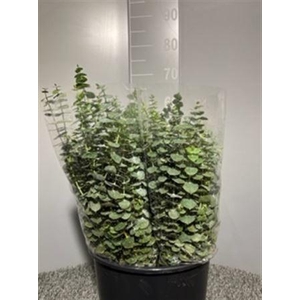 Euca Baby Blue 150gr