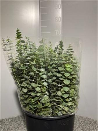 <h4>Euca Baby Blue 150gr</h4>