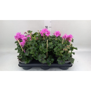 Pelargonium pelt.   ...