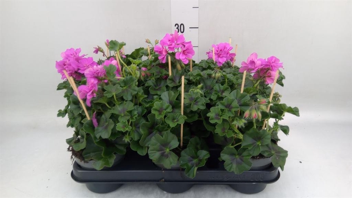 <h4>Pelargonium pelt.   ...</h4>