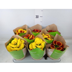 Calceolaria herbeohybrida