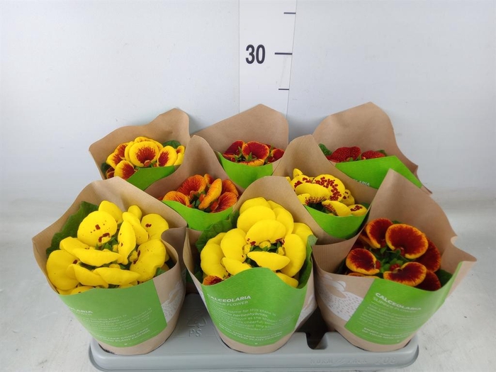 <h4>Calceolaria herbeohybrida</h4>