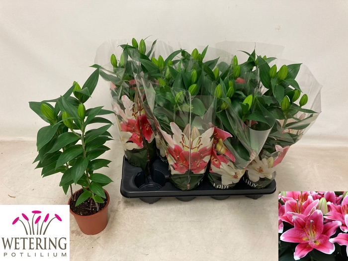 <h4>LIL OR SUNNY ROBYN</h4>